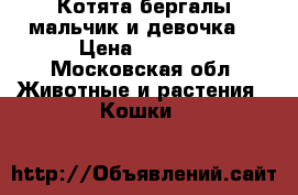 Котята бергалы мальчик и девочка  › Цена ­ 6 000 - Московская обл. Животные и растения » Кошки   